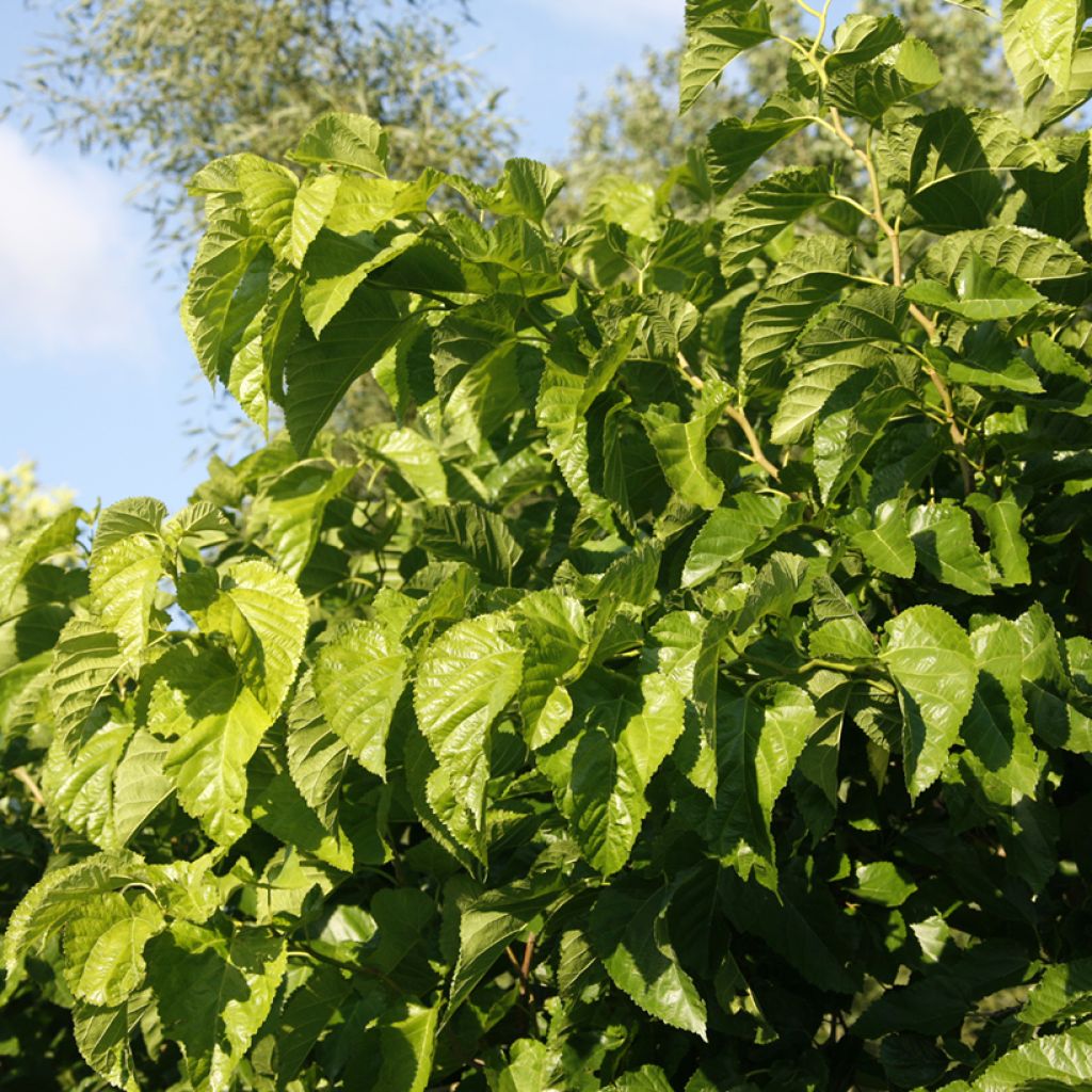 Morus latifolia Spirata - Mûrier à larges feuilles tortueux