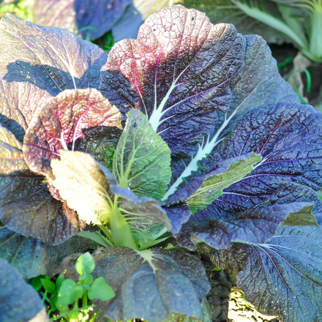 Moutarde Green Serifon Bio - Ferme de Sainte Marthe