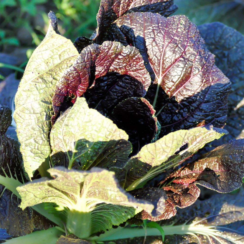 Moutarde Red Giant Bio - Ferme de Sainte Marthe