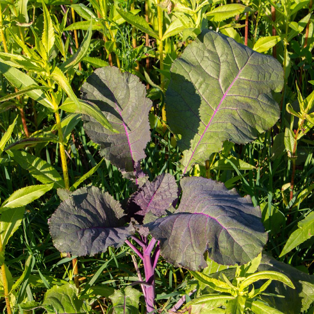 Moutarde Rouge de Chine Bio - Ferme de Sainte Marthe