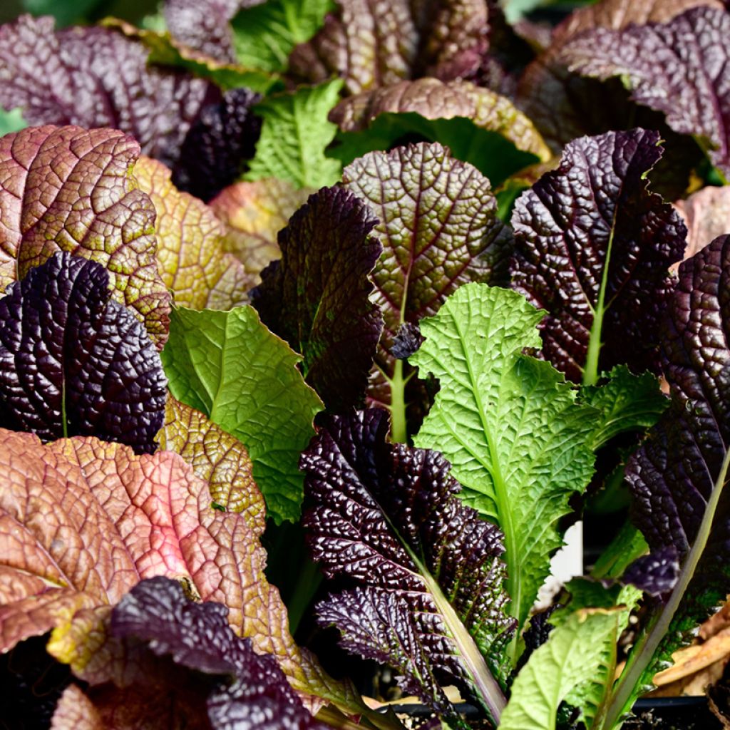 Moutarde Rouge de Chine Red Giant