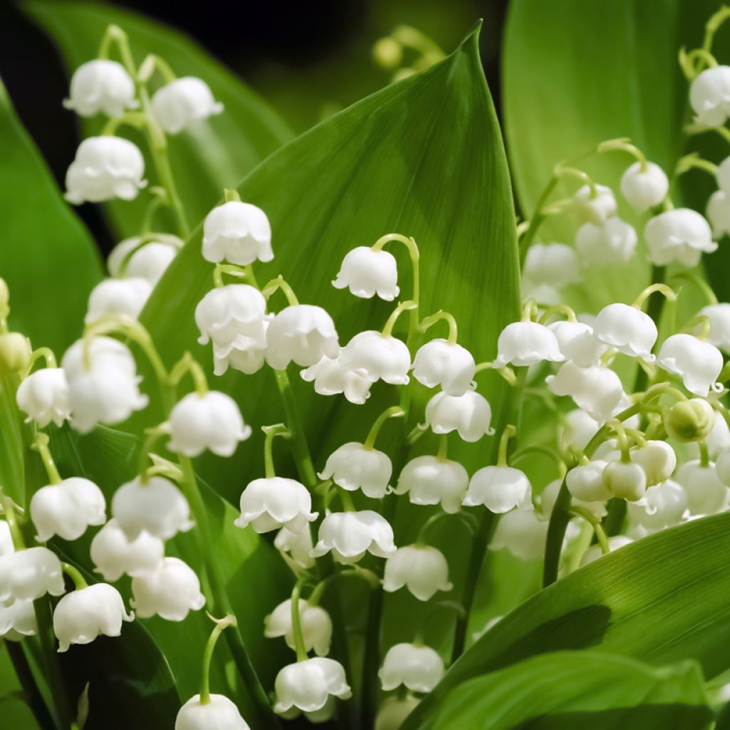 Muguet Blanc - Convallaria majalis