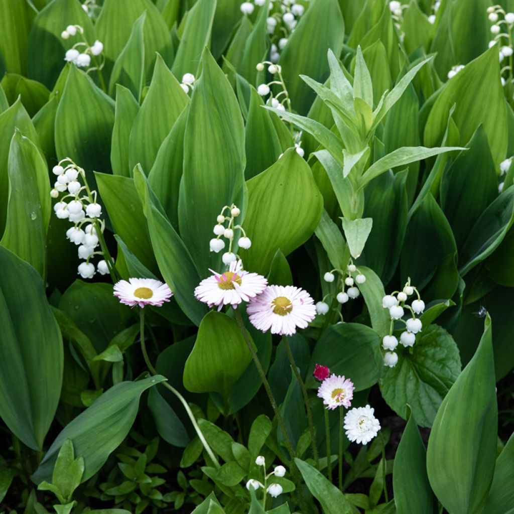 Muguet Blanc - Convallaria majalis