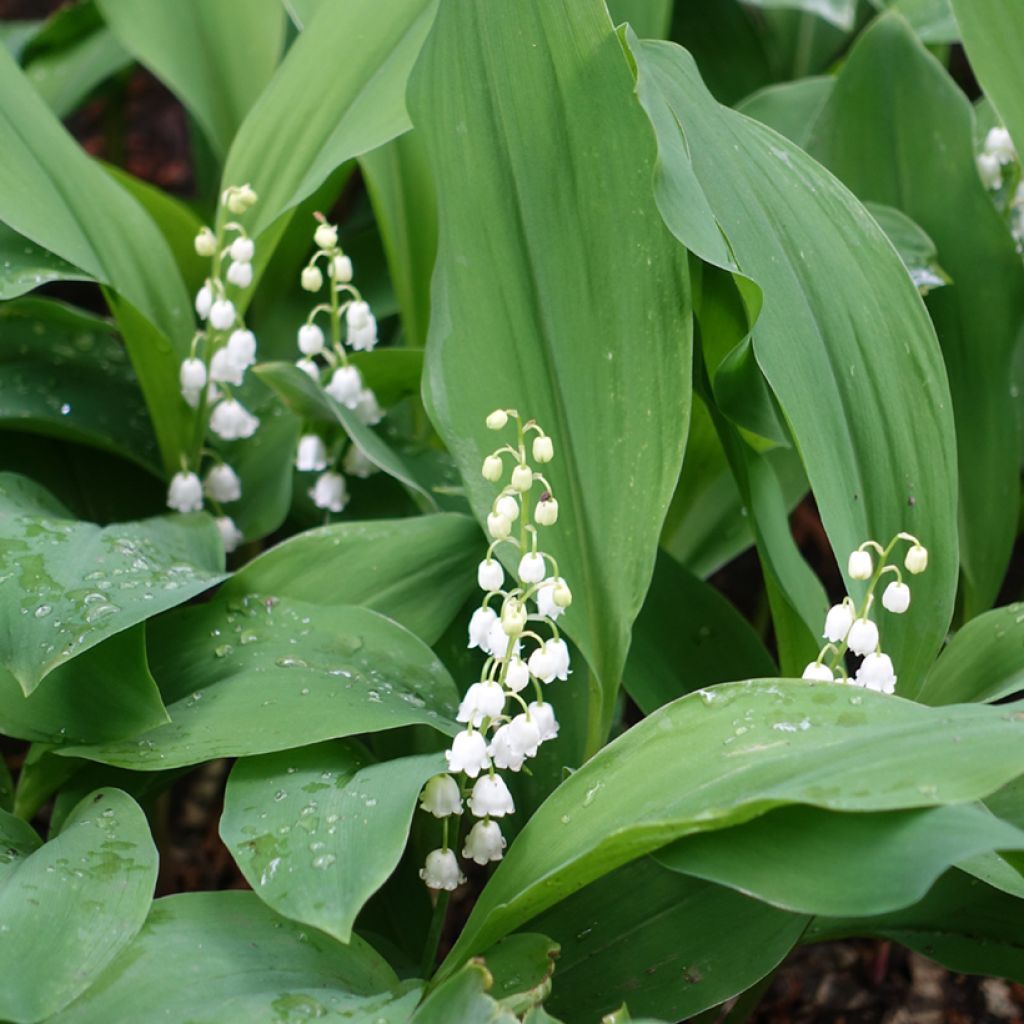 Muguet Blanc - Convallaria majalis