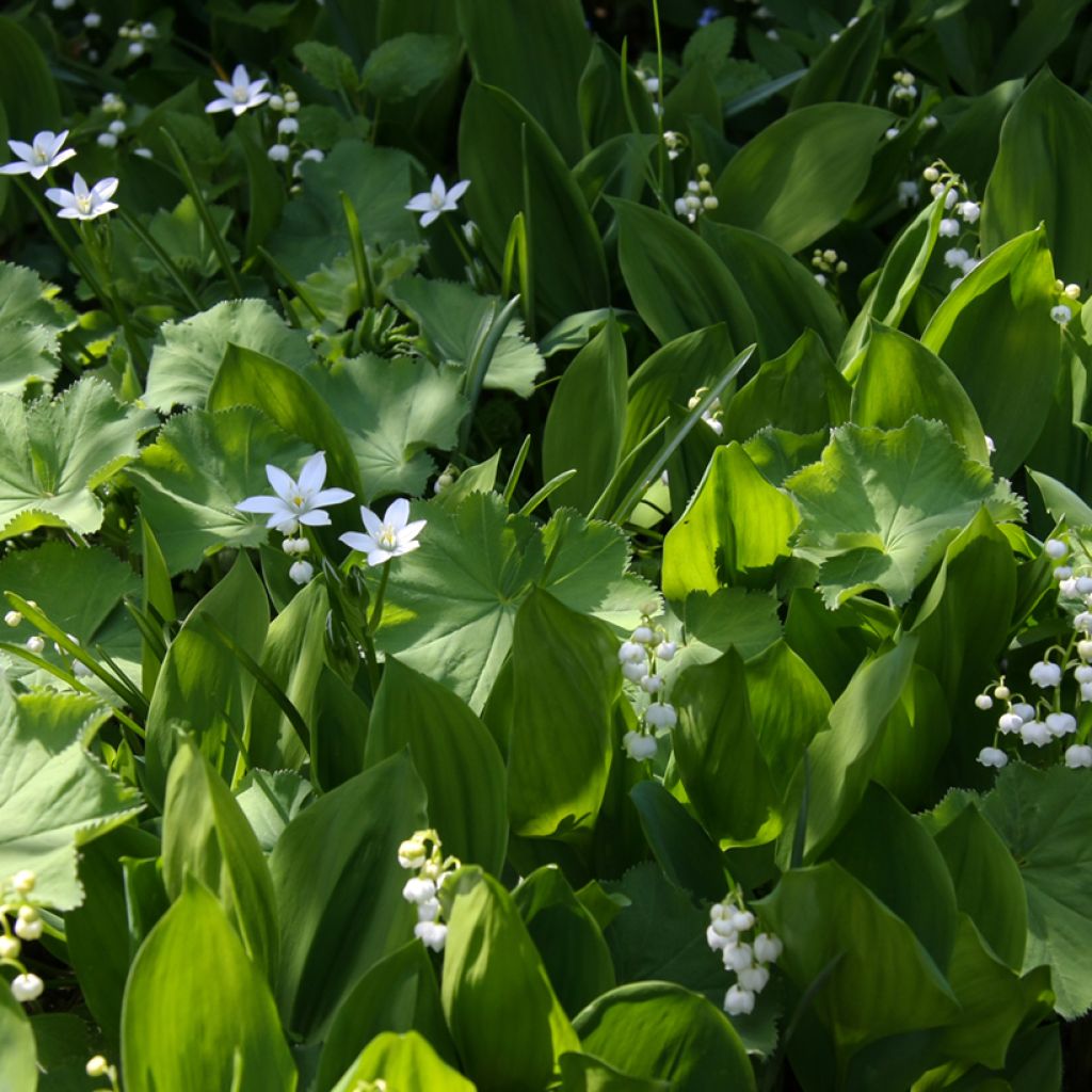 Muguet Blanc - Convallaria majalis