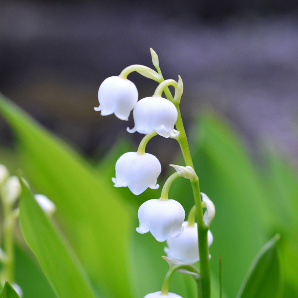 Muguet Blanc - Convallaria majalis