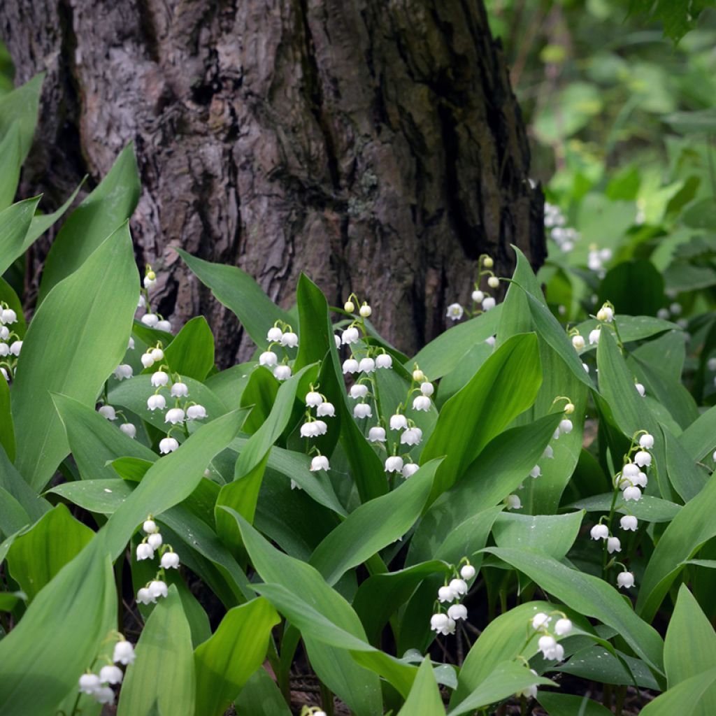 Muguet Blanc - Convallaria majalis