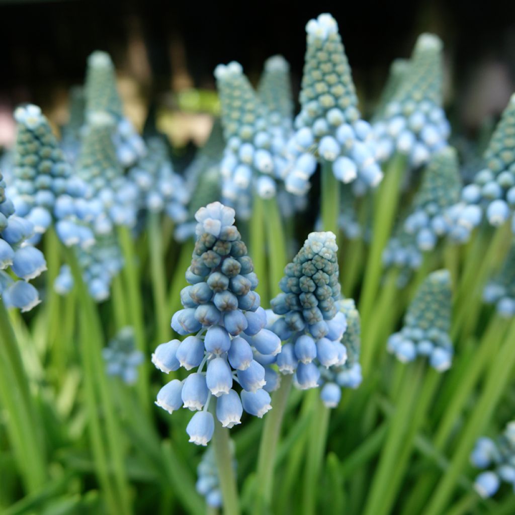 Muscari armeniacum Aqua Magic