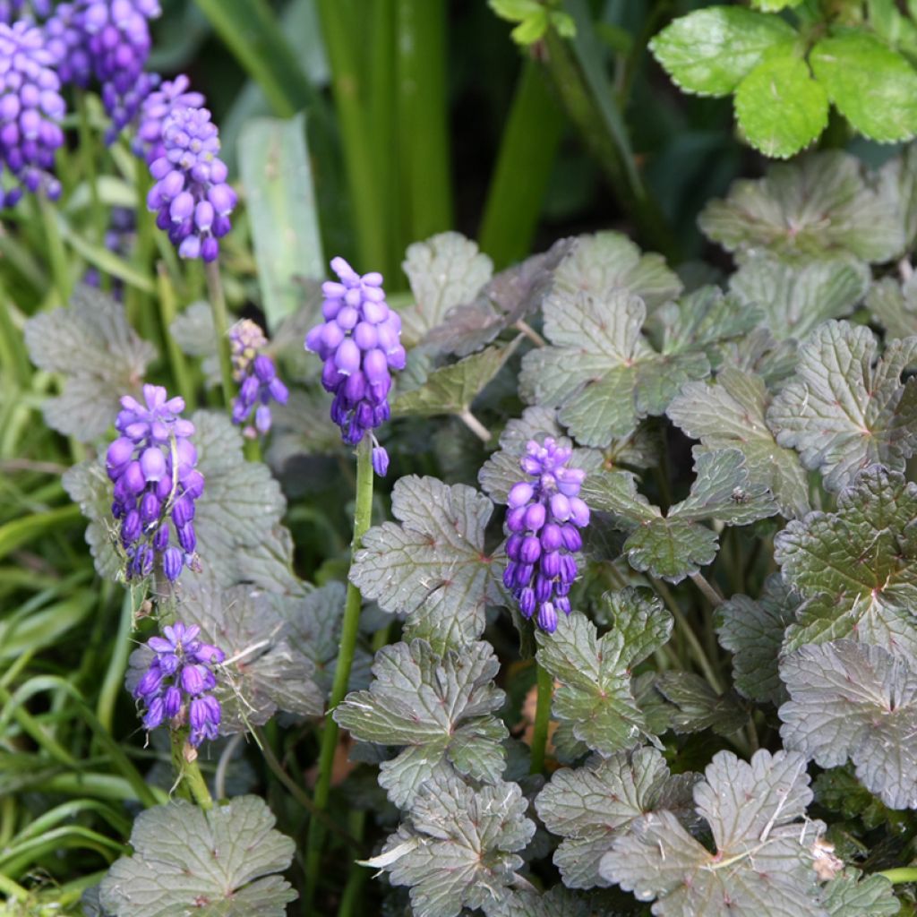 Muscari armeniacum