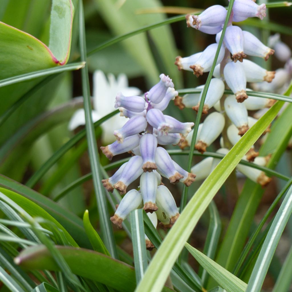 Muscari muscarimi (racemosum)