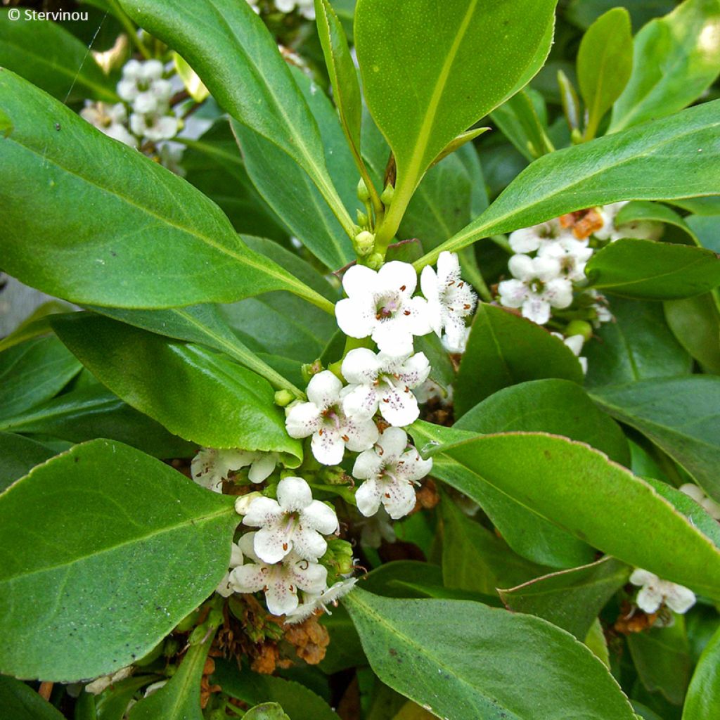 Myoporum laetum