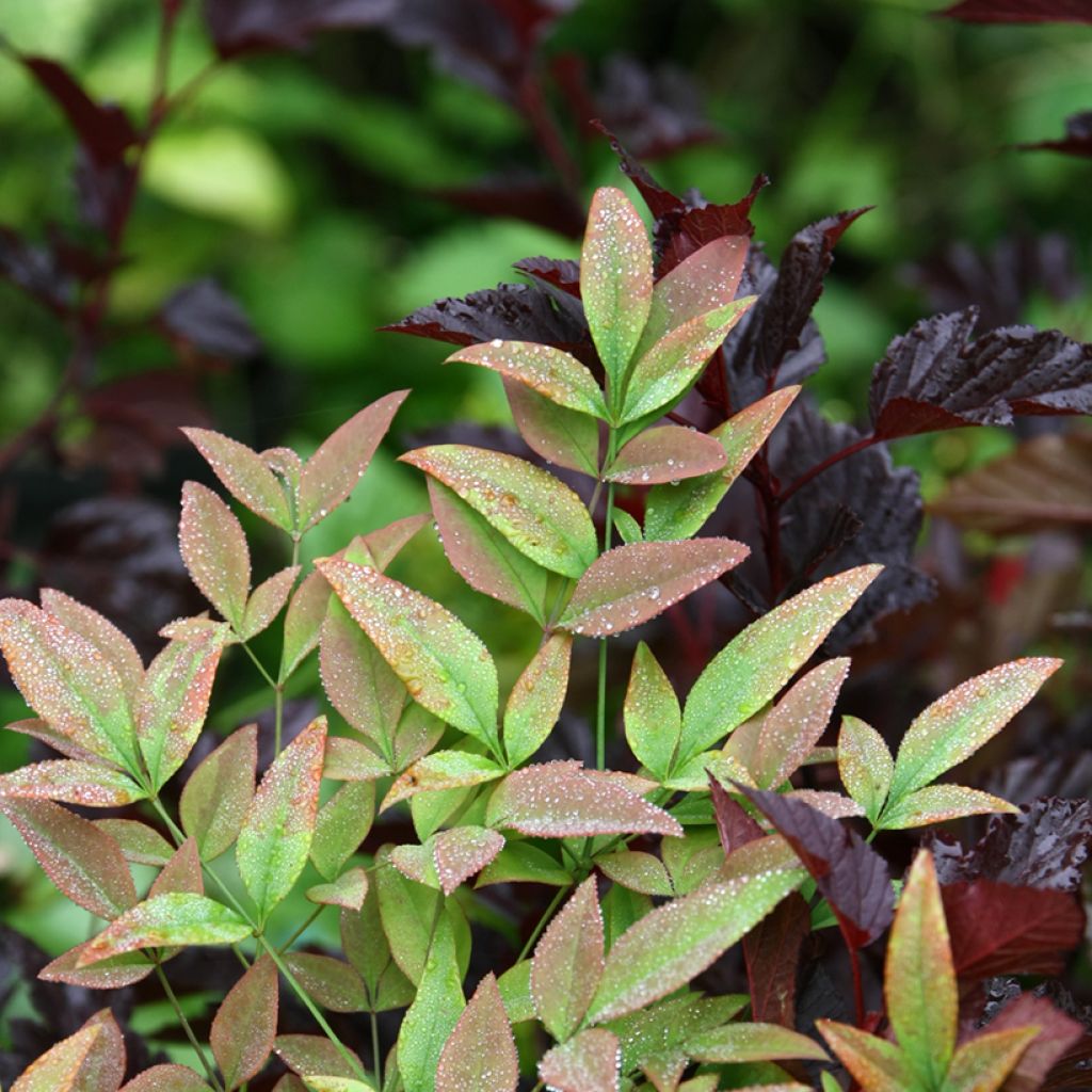 Nandina Obsessed Seika - Bambou sacré