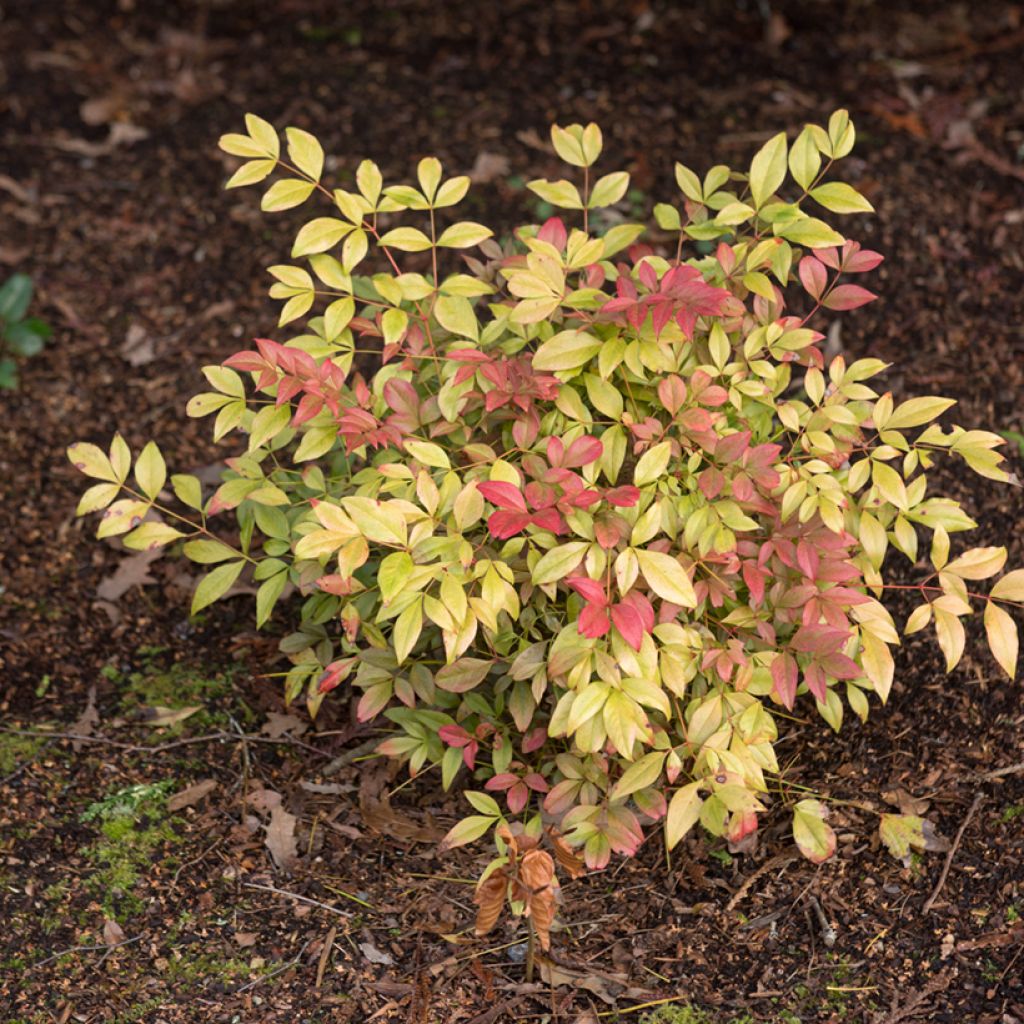 Nandina Obsessed Seika - Bambou sacré