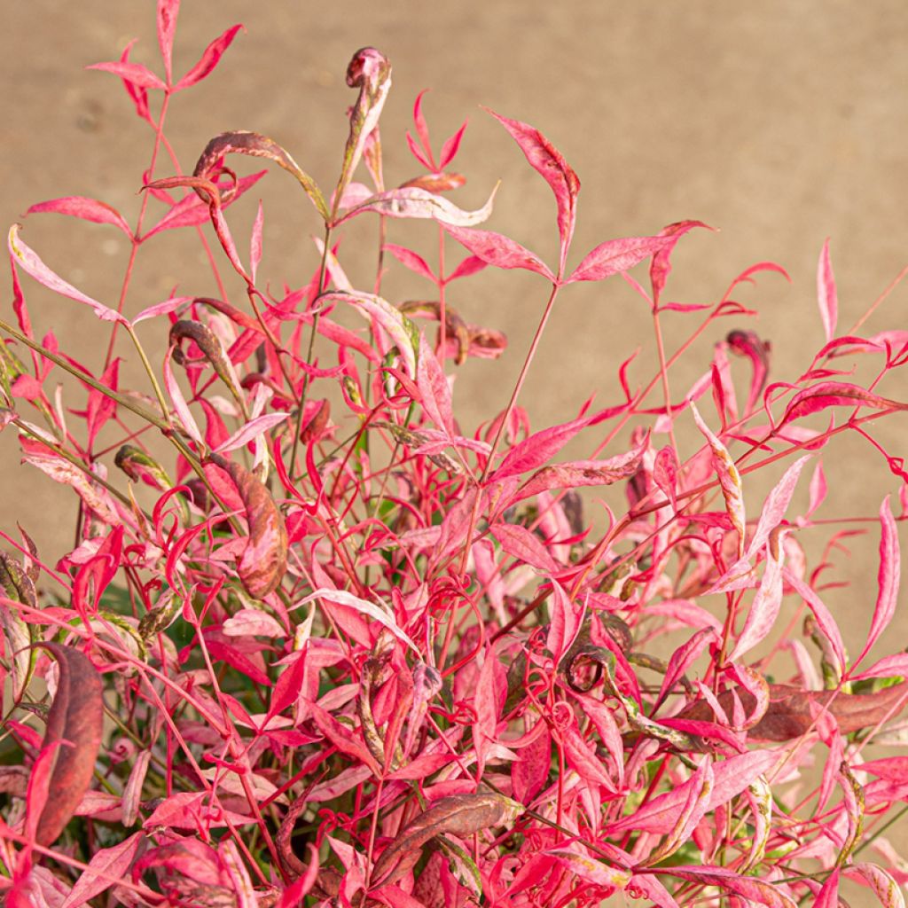 Nandina domestica Pretty Flamingo - Bambou sacré