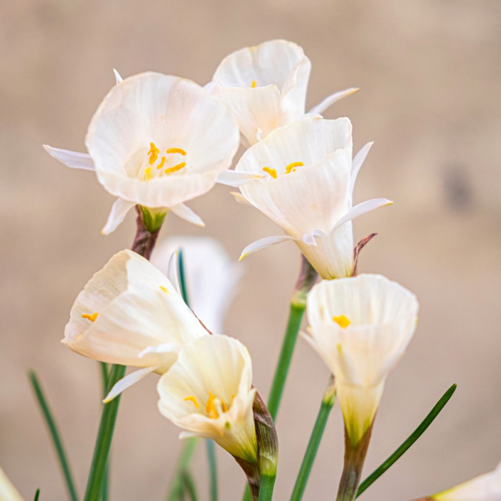 Narcisse bulbocodium Arctic Bells