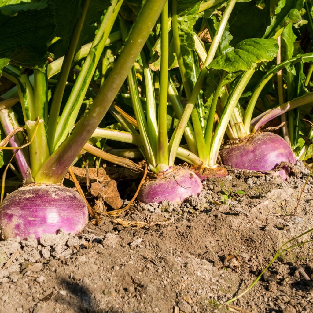 Navet de Nancy à Feuille Entière - Brassica rapa