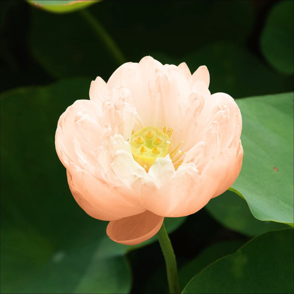 Nelumbo Pygmaea Cream - Lotus nain blanc crème