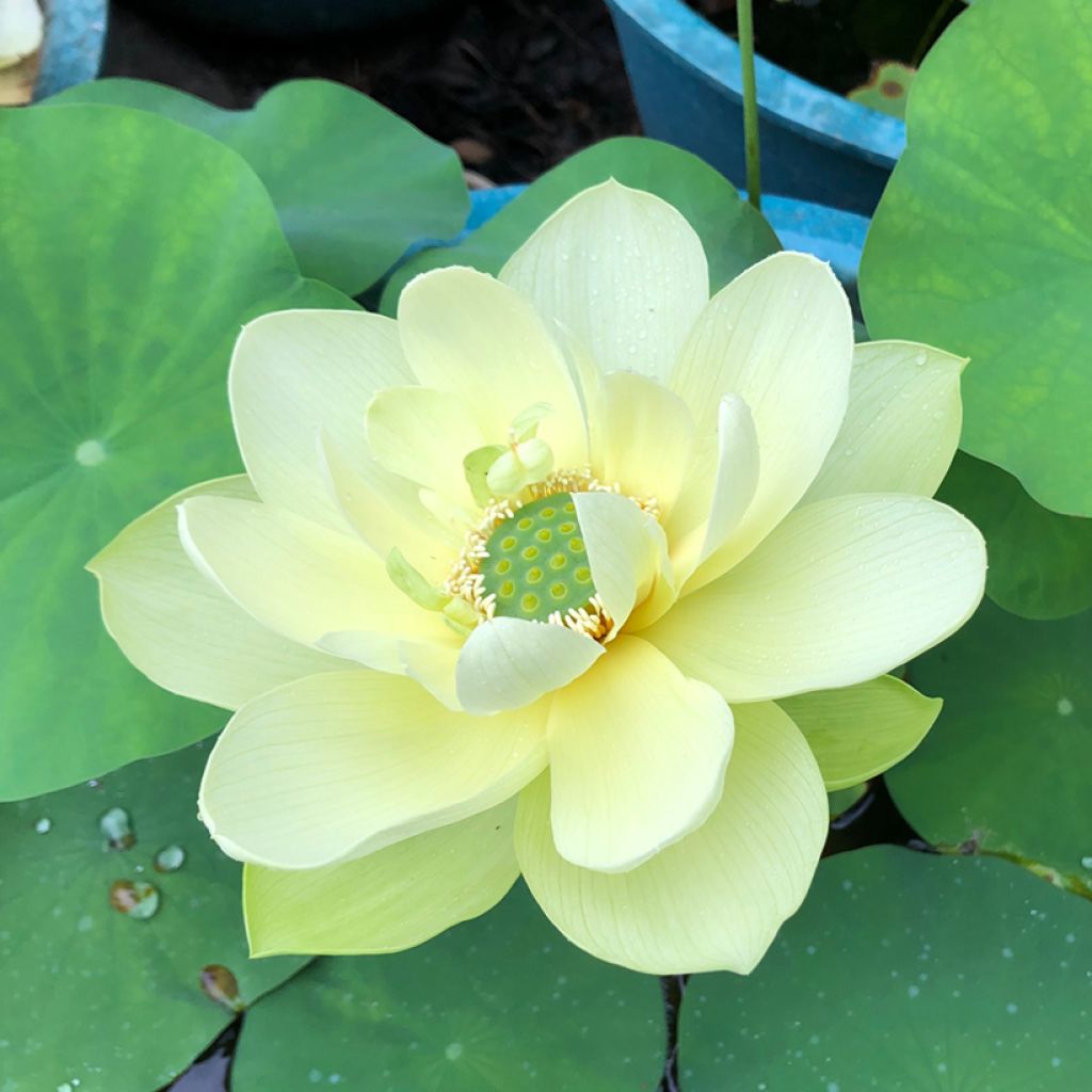 Nelumbo Pygmaea Yellow - Lotus nain jaune