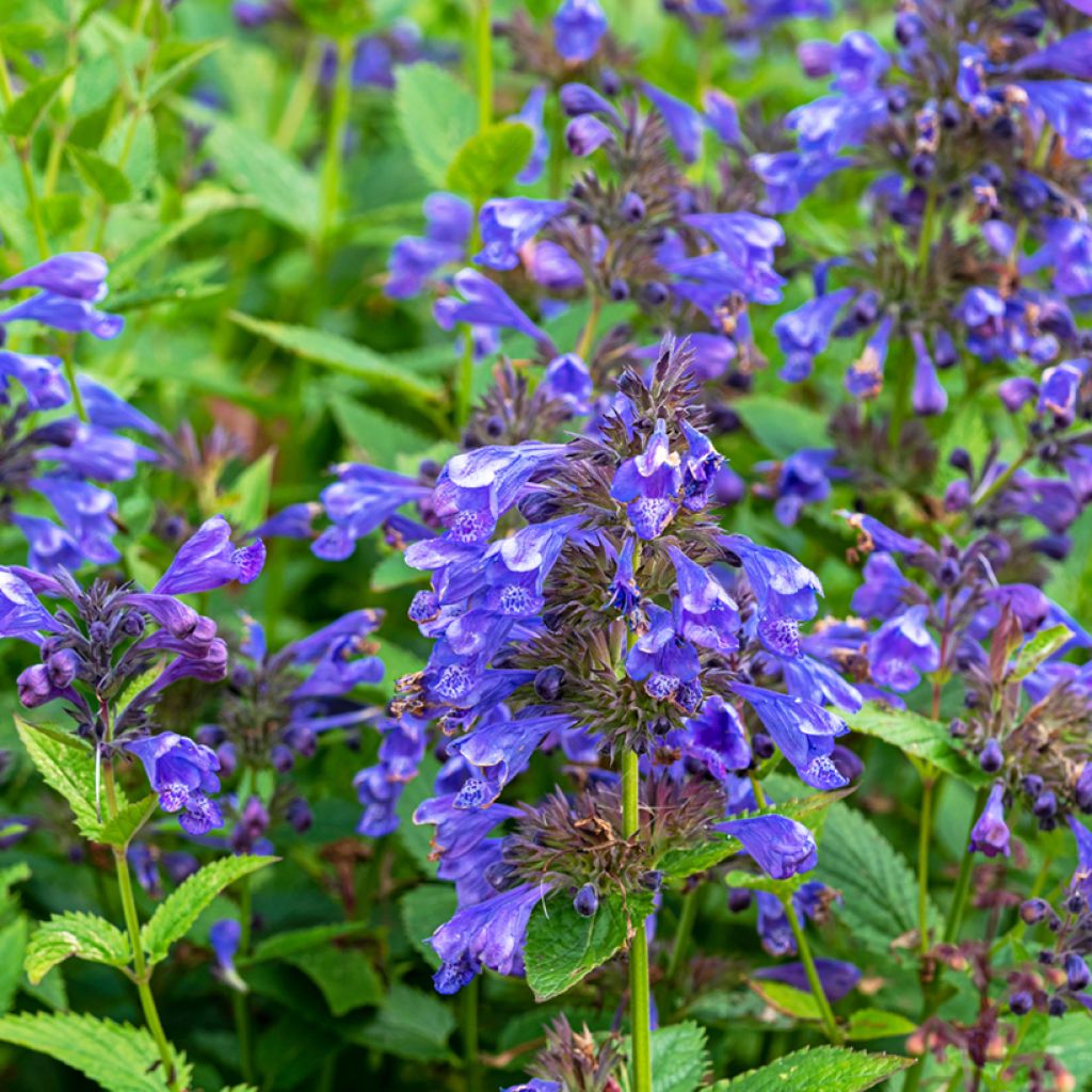 Nepeta Blue Dragon - Nepeta à fleurs bleu-violet