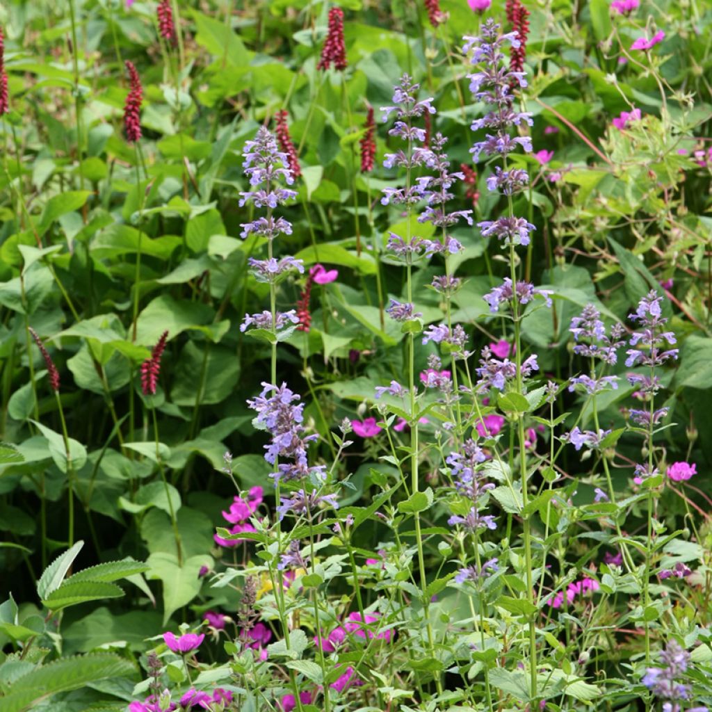 Nepeta subsessilis - Chataire subsessile 