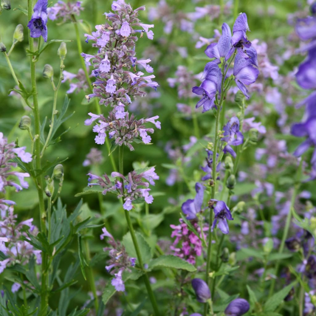 Nepeta subsessilis - Chataire subsessile 