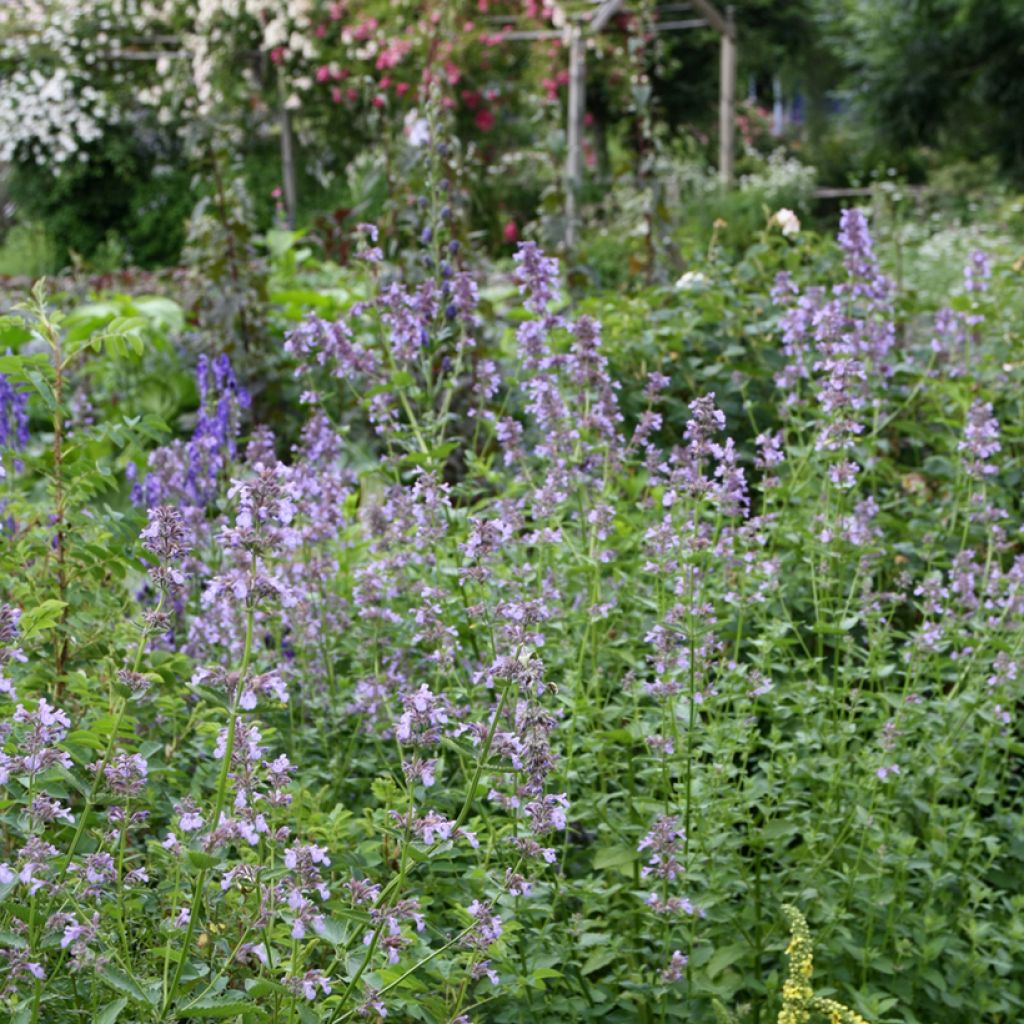 Nepeta subsessilis - Chataire subsessile 