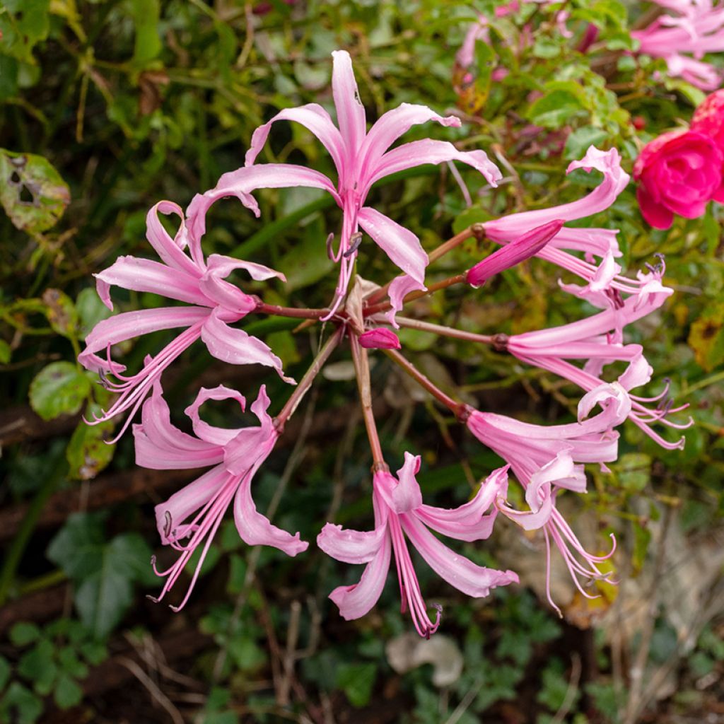 Nerine bowdenii Amandi - Lis de Guernesey