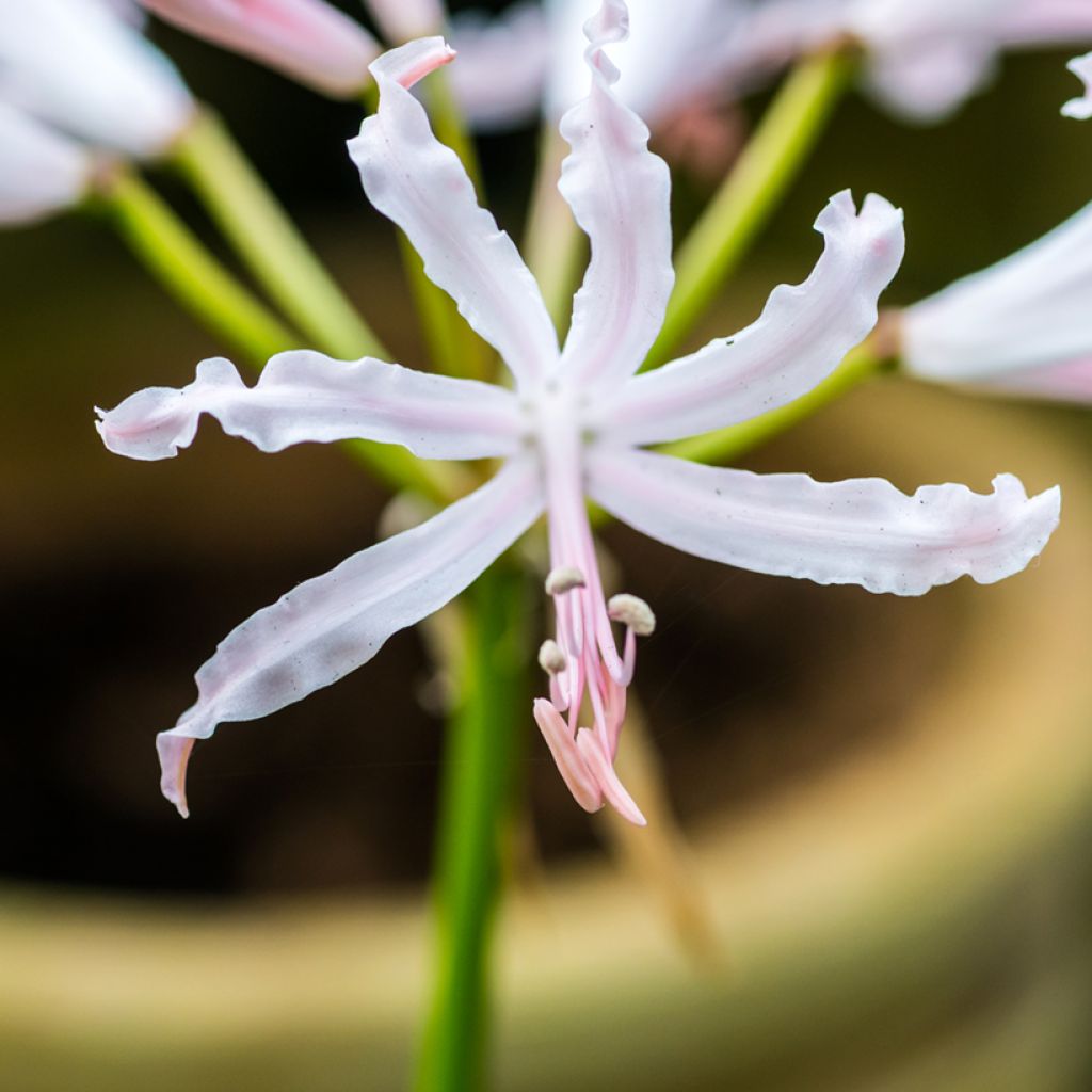 Nerine bowdenii Bionce - Lis de Guernesey