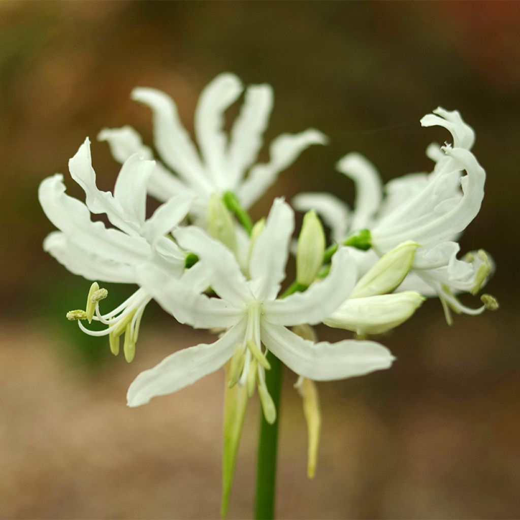 Nerine bowdenii Like a Virgin - Lis de Guernesey