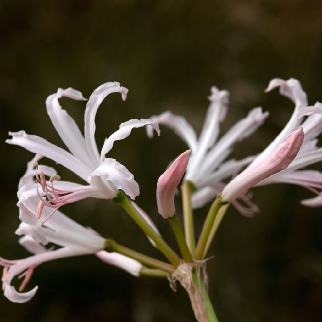 Nerine bowdenii Ostara K - Lis de Guernesey