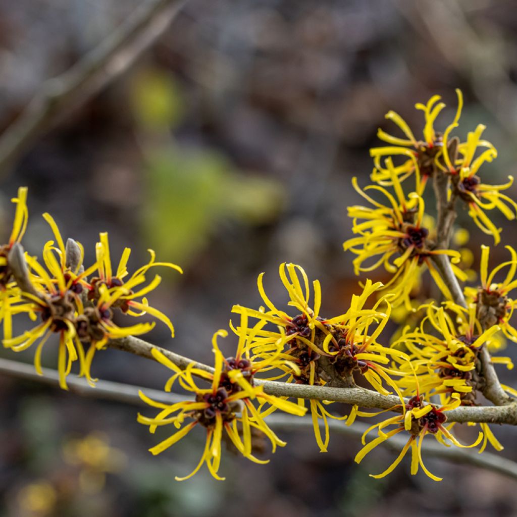 Noisetier des sorcières - Hamamelis mollis Pallida