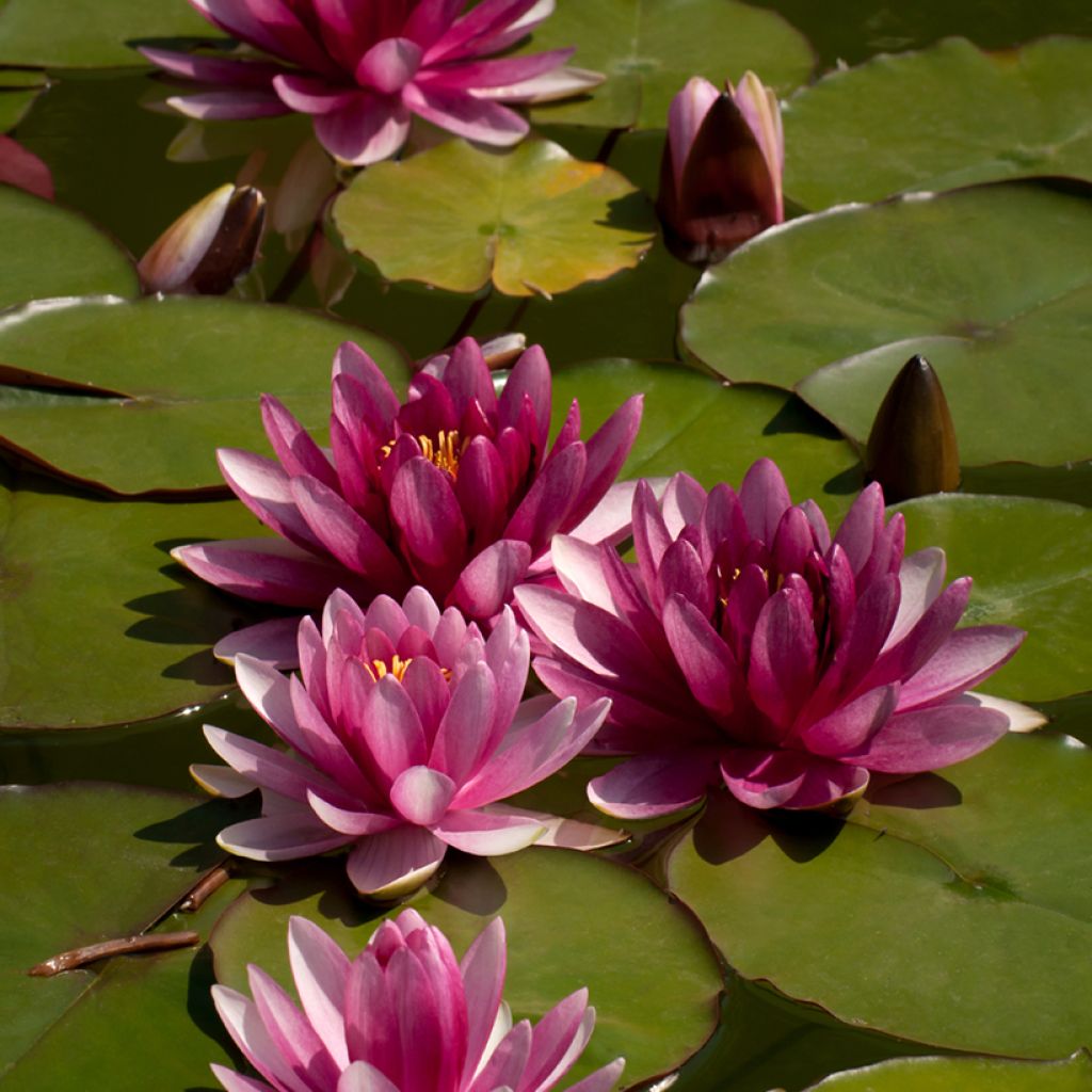 Nymphaea Attraction - Nénuphar rouge 