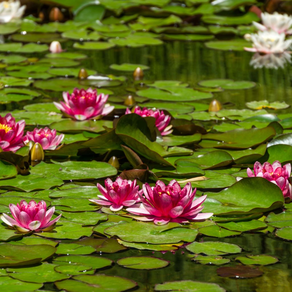 Nymphaea Attraction - Nénuphar rouge 