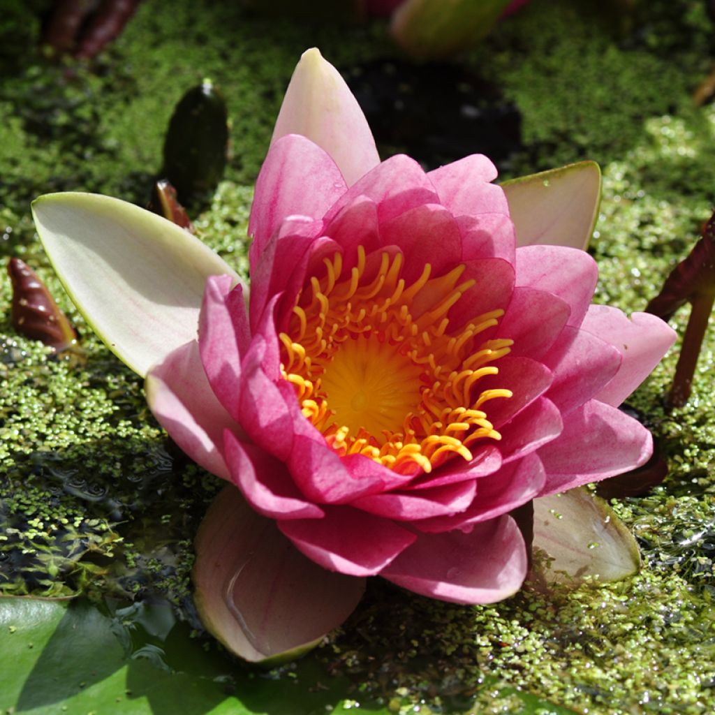 Nymphaea Attraction - Nénuphar rouge 