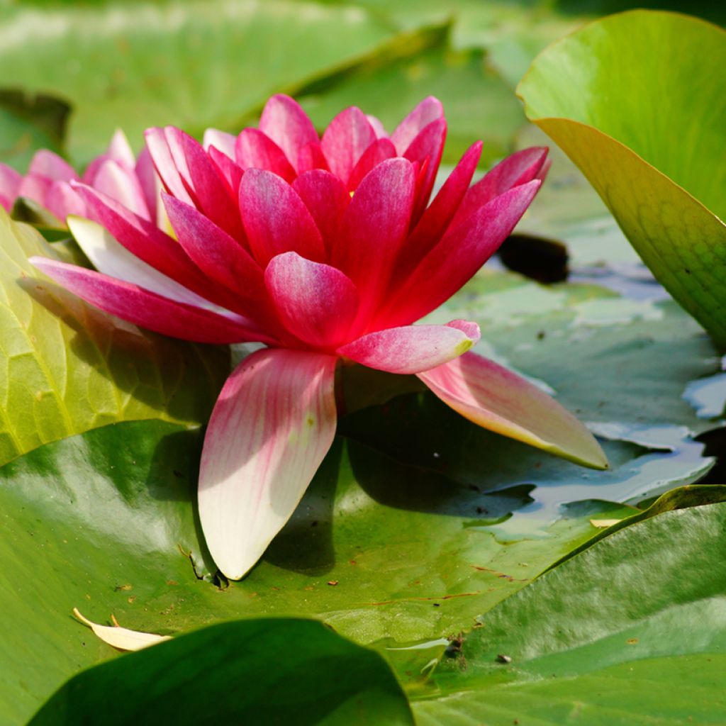 Nymphaea Attraction - Nénuphar rouge 