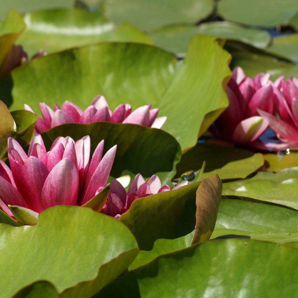 Nymphaea Attraction - Nénuphar rouge 