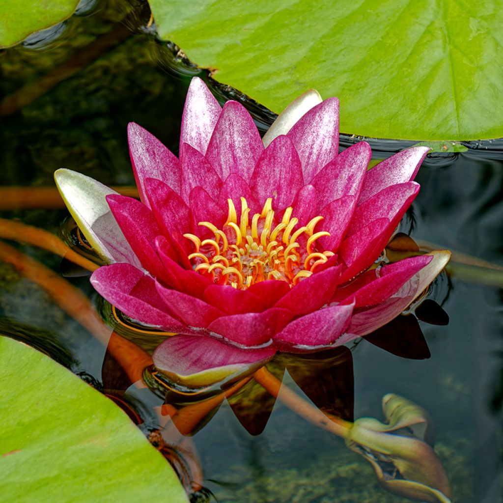 Nymphaea Attraction - Nénuphar rouge 