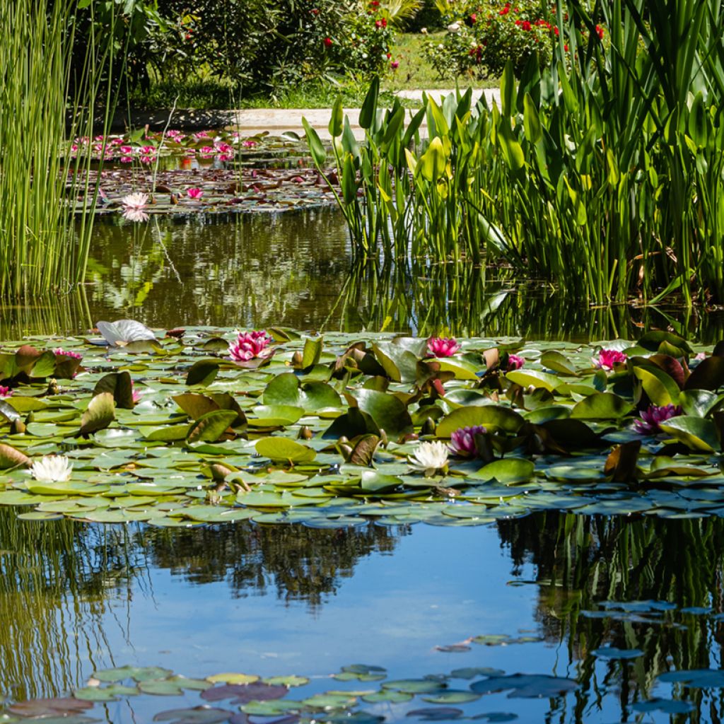 Nymphaea Attraction - Nénuphar rouge 