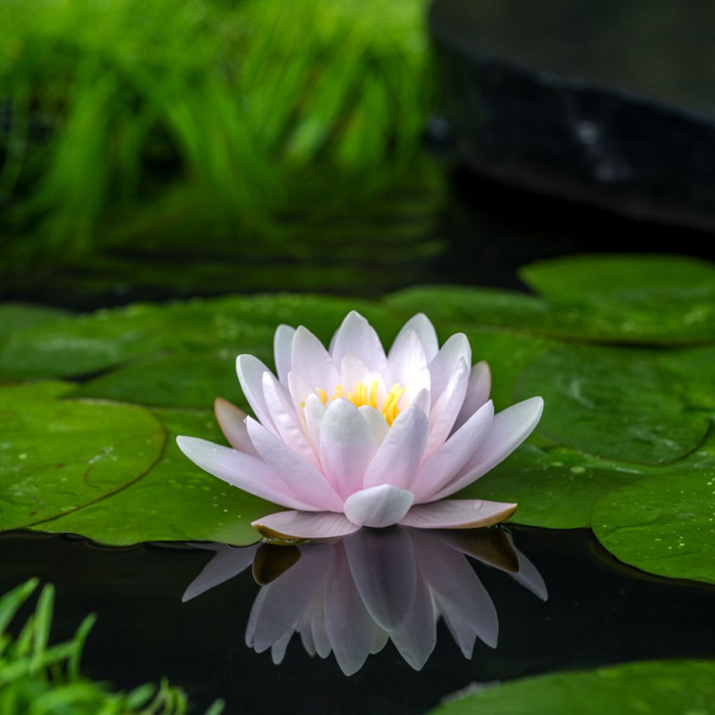 Nymphaea Peter Slocum - Nénuphar rustique rose parme