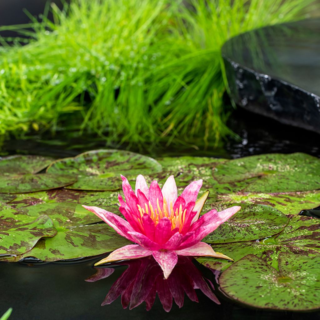 Nymphaea Red Spider - Nénuphar rustique rouge