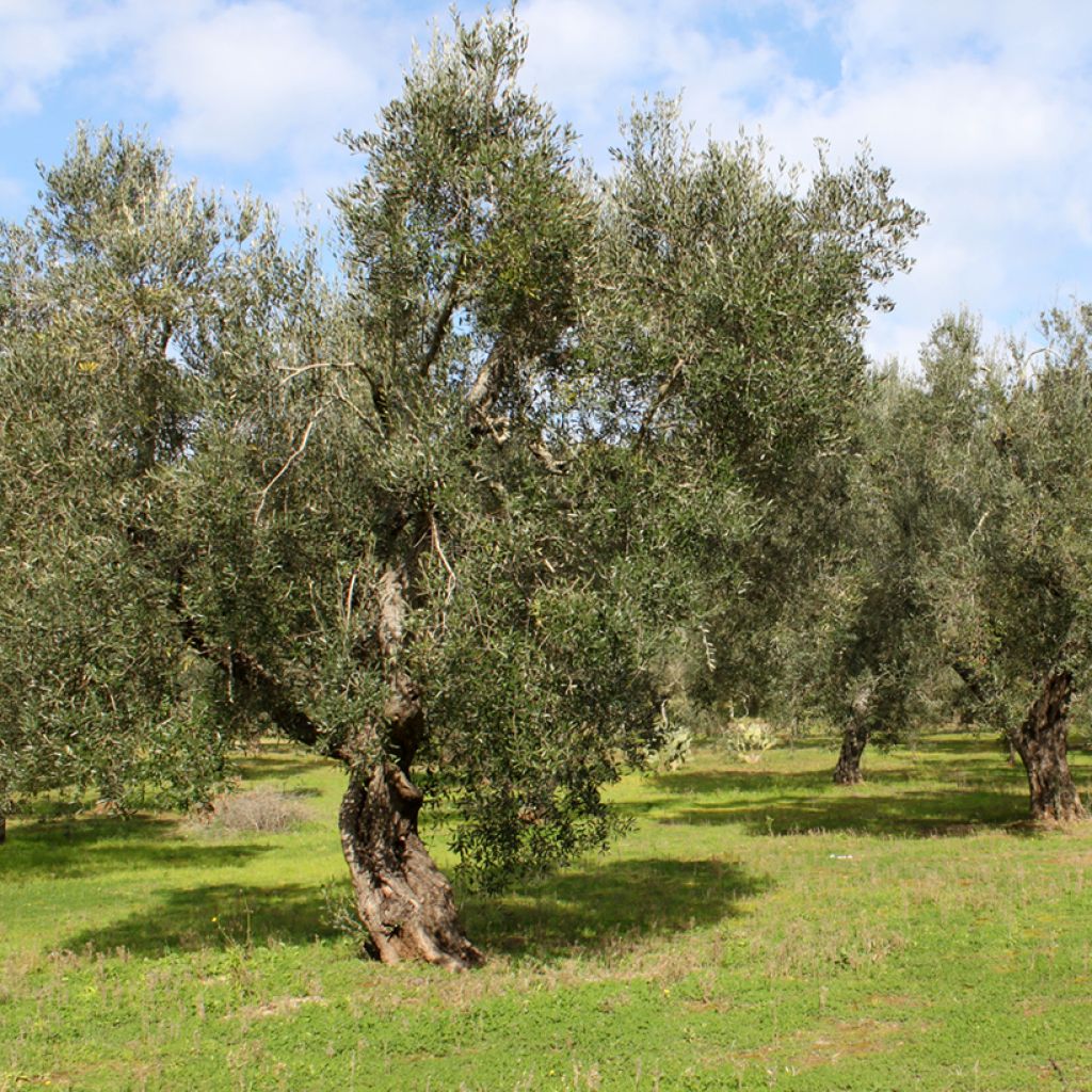 Olivier Frantoio - Olea europaea