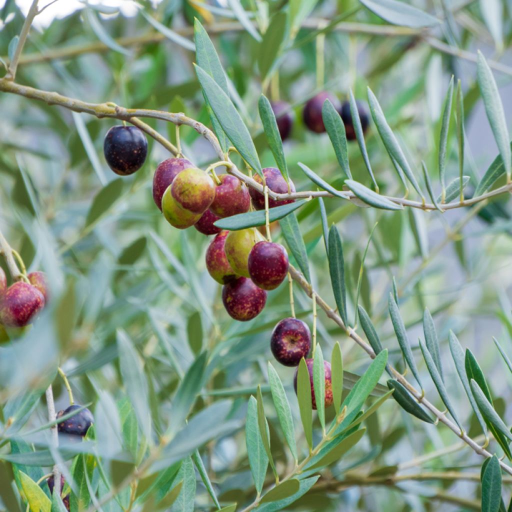 Olivier Grossanne - Olea europaea