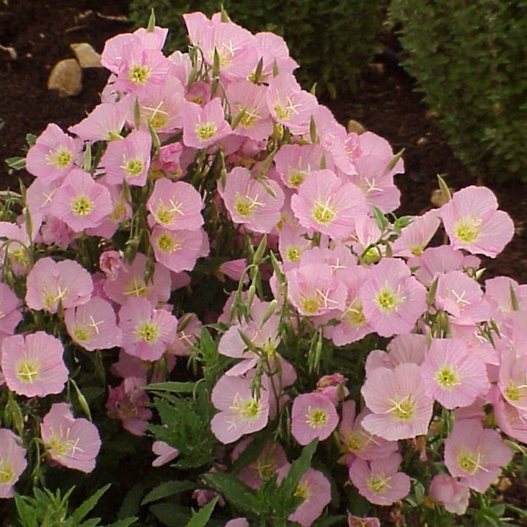 Graines d'onagre élégante Evening Pink - Oenothera speciosa 