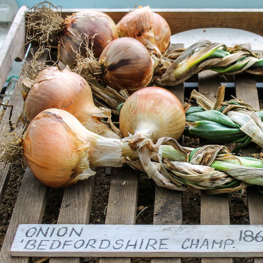 Oignon Bedfordshire Champion - Allium cepa