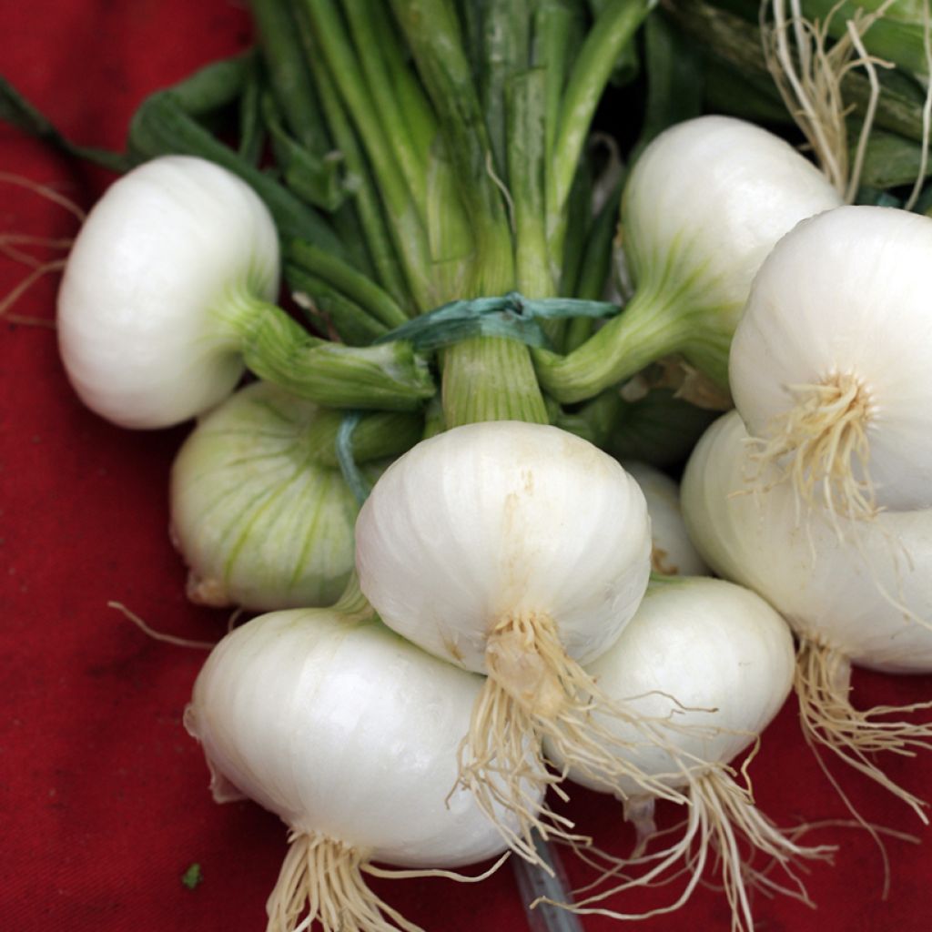 Oignon Blanc très hâtif de Vaugirard - Vilmorin