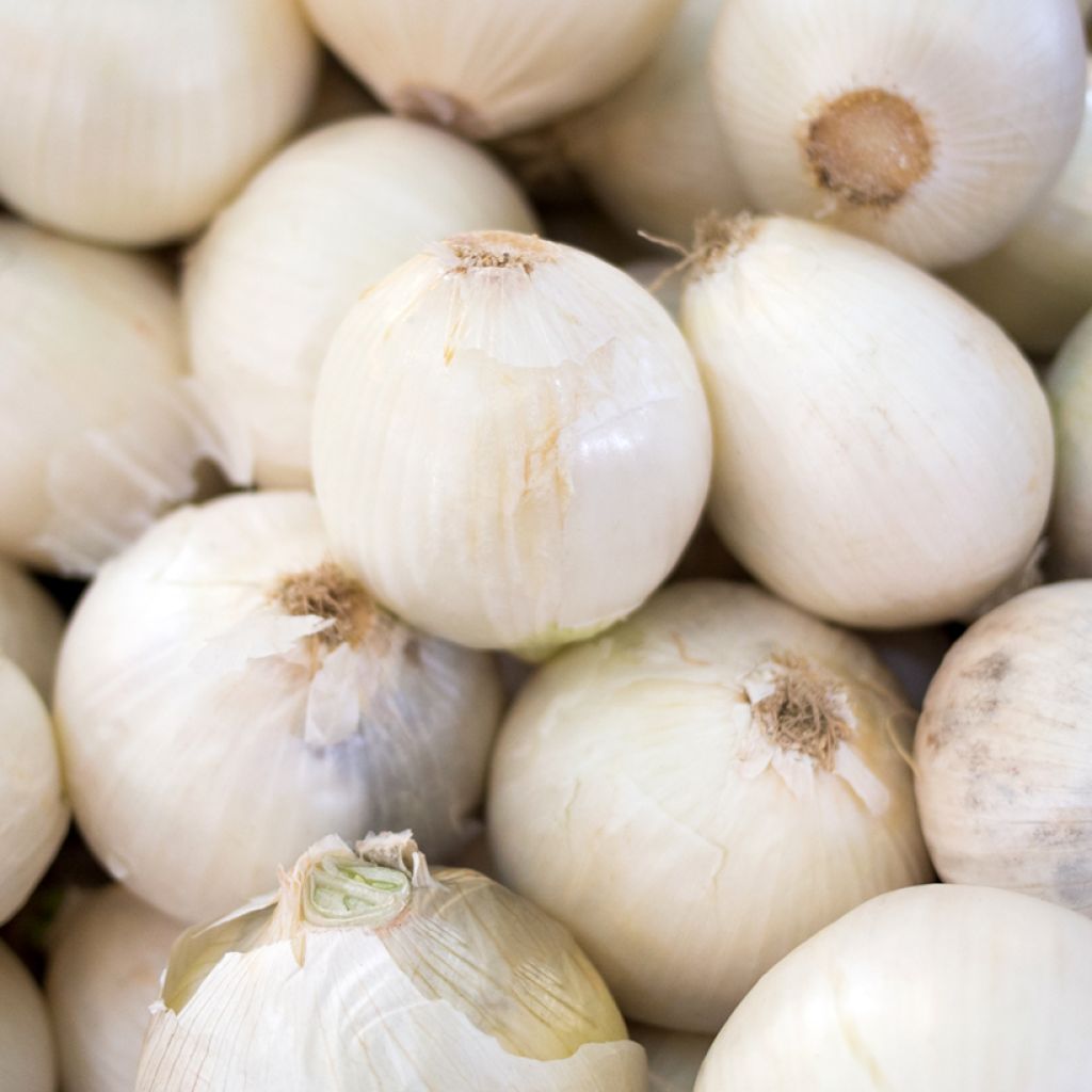 Oignon Blanc très hâtif de Vaugirard