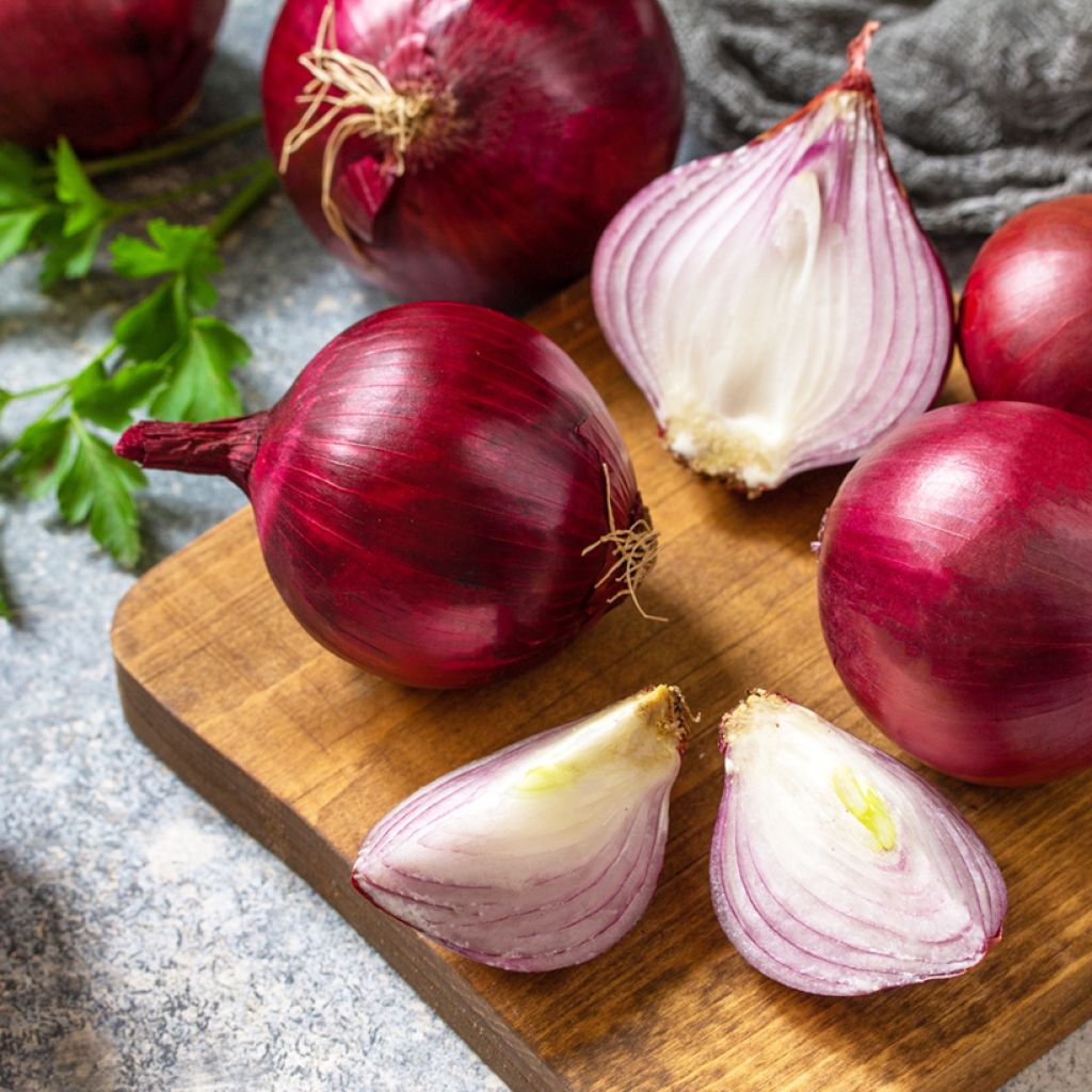 Oignon Rossa di Toscana (rouge de Toscane) - Allium cepa