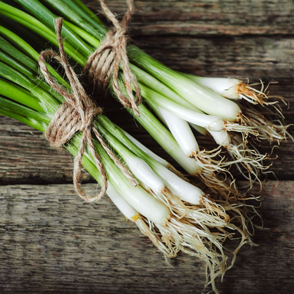 Oignon de printemps Cipollotto Blanca de Lisboa (blanc de Lisbonne) - Allium cepa