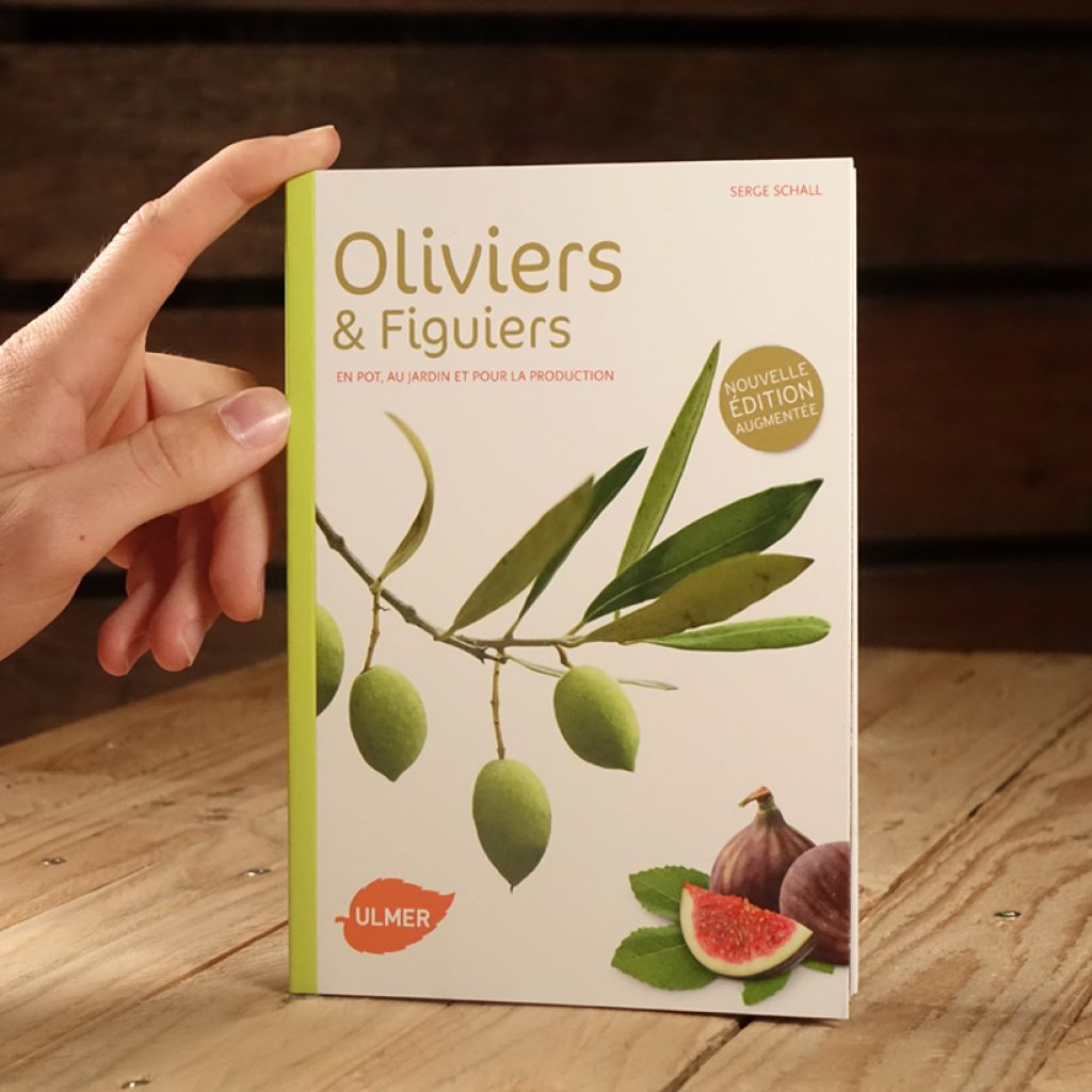 Oliviers et figuiers (NE). En pot, en jardin et pour la production