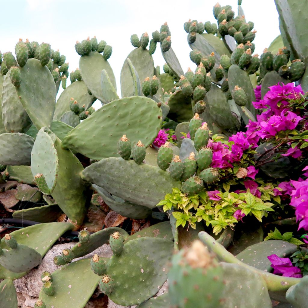 Opuntia Titania - Cactus raquette